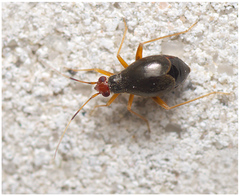 Orthonotus rufifrons