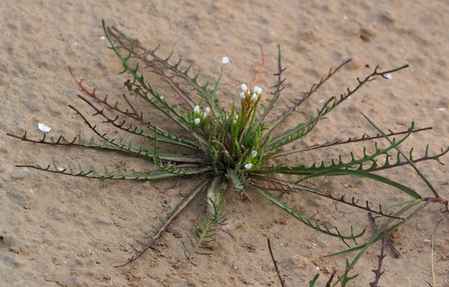 Neotorularia