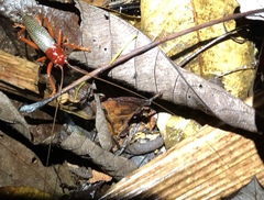 Phlebogryllacris venosa