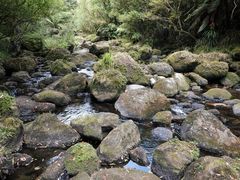 Hymenophyllum australe