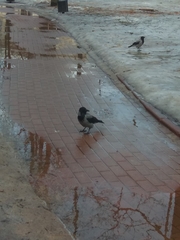 Corvus cornix