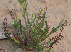 Neotorularia torulosa