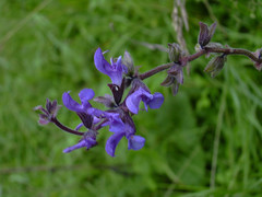 Salvia dumetorum