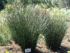 Elegia fenestrata