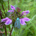 Forester Moths - Photo (c) Alexander Yakovlev, some rights reserved (CC BY-NC), uploaded by Alexander Yakovlev