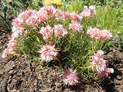 Serruria florida × rosea