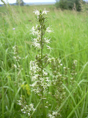 Silene sibirica