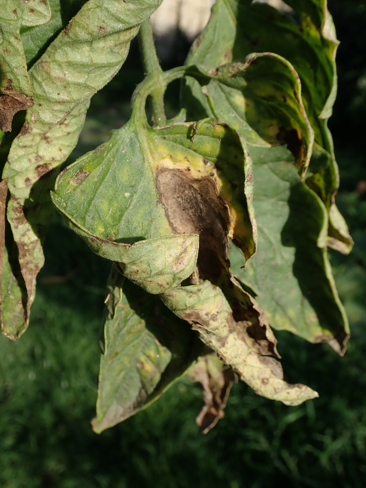 Early Blight (Alternaria solani) · iNaturalist