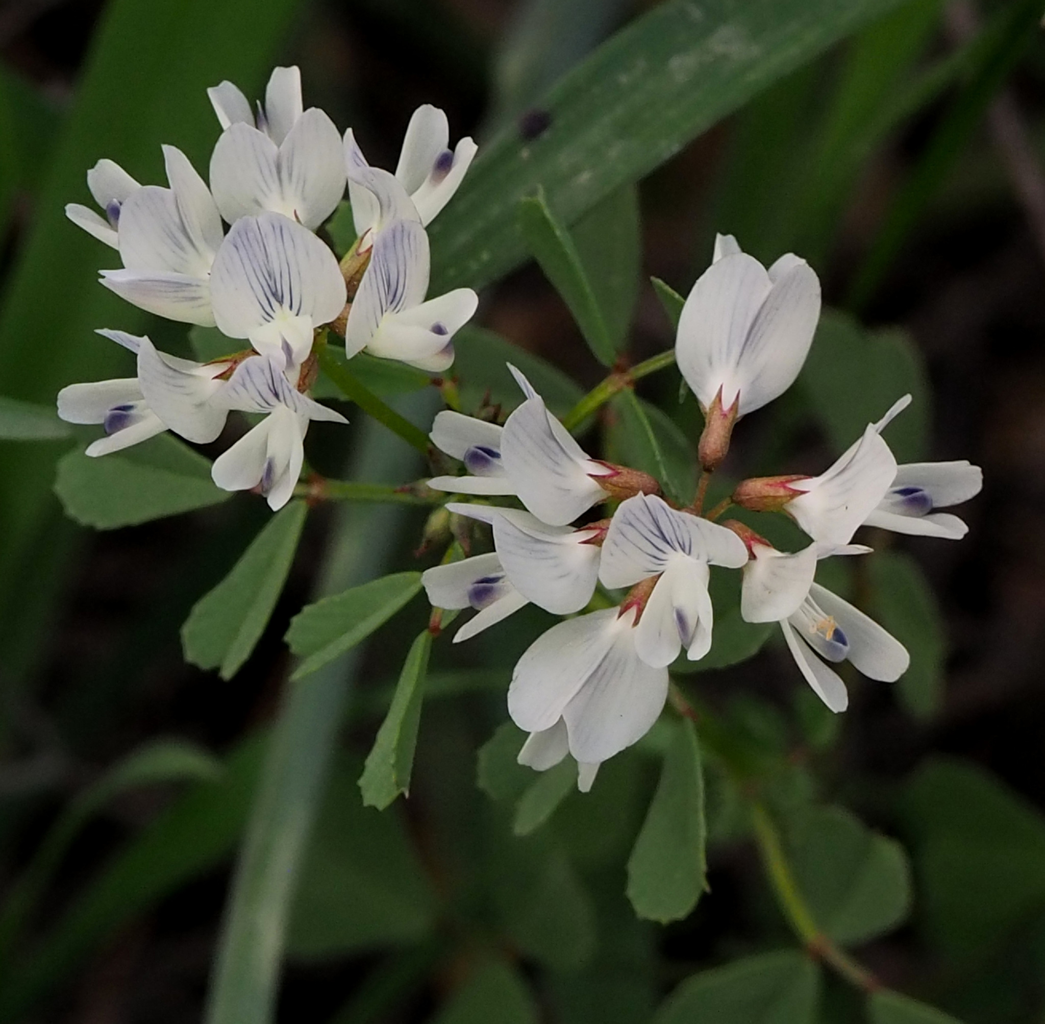 Trigonella arabica