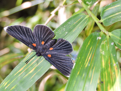 Melanis acroleuca acroleuca