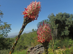 Paranomus longicaulis