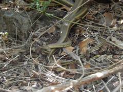 Psammophis orientalis