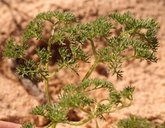 Annesorhiza macrocarpa