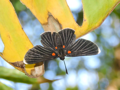 Melanis acroleuca acroleuca