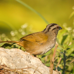 Arremonops chloronotus
