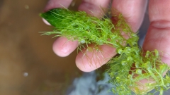 Utricularia macrorhiza image