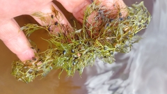 Utricularia macrorhiza image