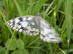 Melanargia russiae