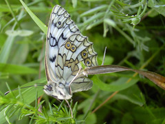 Melanargia russiae