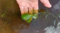 Utricularia macrorhiza image