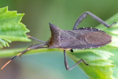 Elasmopoda valga