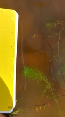 Utricularia macrorhiza image