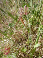 Trifolium stellatum image