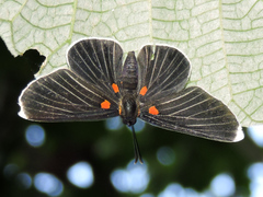 Melanis acroleuca acroleuca