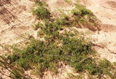 Annesorhiza macrocarpa