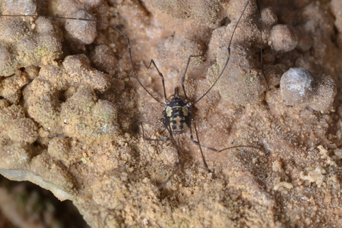 Nemastomella bacillifera