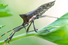 Elasmopoda valga