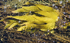 Lessonia tholiformis