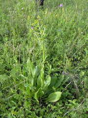 Senecio doria