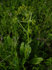 Senecio doria