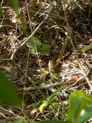 Psammophis orientalis