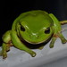 Australian Green Tree Frog - Photo (c) Dianne Clarke, some rights reserved (CC BY-NC), uploaded by Dianne Clarke