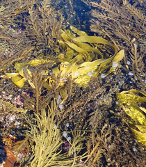 Lessonia tholiformis