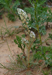 Reseda decursiva