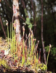 Schizaea australis