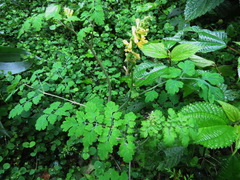 Corydalis balansae
