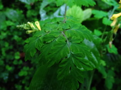 Corydalis balansae