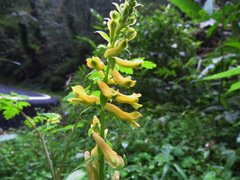 Corydalis balansae