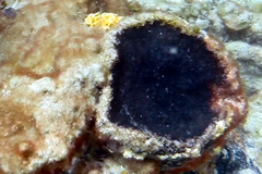 Psammocinia