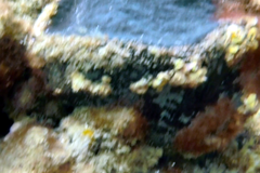 Psammocinia