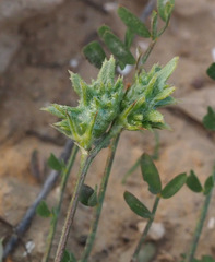 Onobrychis crista-galli