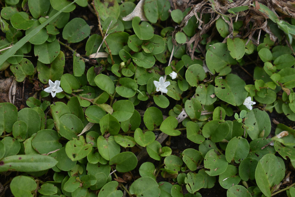 Dwarf Morning Glory from Cairns QLD, Australia on July 7, 2023 at 1244