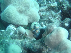 Enchelycore pardalis