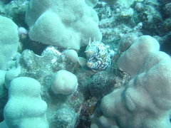 Enchelycore pardalis