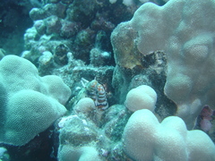 Enchelycore pardalis