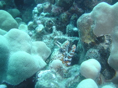 Enchelycore pardalis